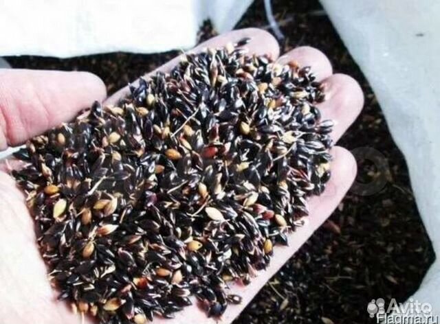 Семена суданки