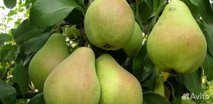 Саженцы груши Киффер