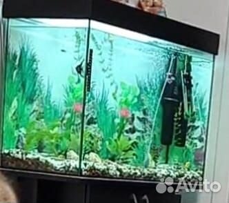Аквариум 150 л с тумбой, рыбки, аксессуары
