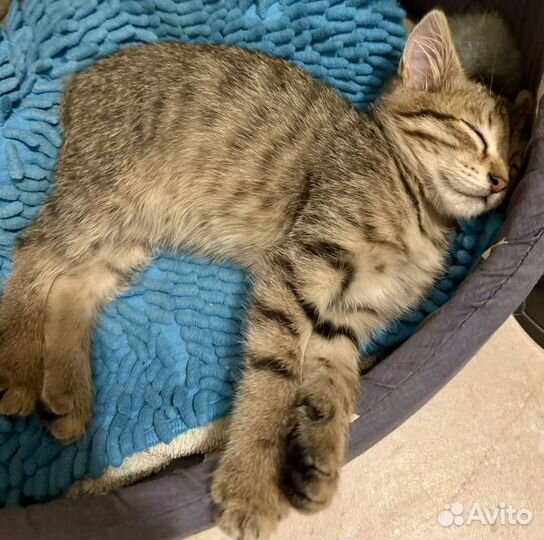 Котенок в добрые руки