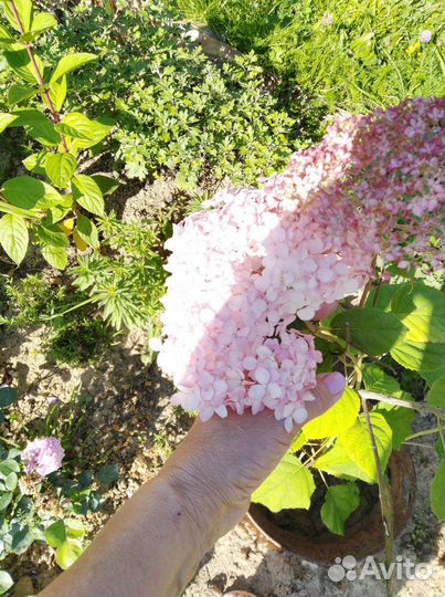 Гортензия Пинк Анабель Кареопсис