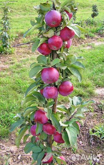 Саженцы яблони и груши из питомника