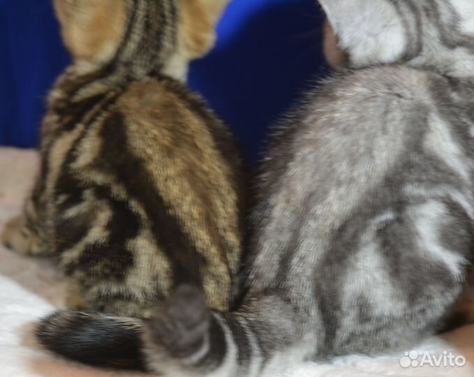 Мрамор на серебре и на золоте