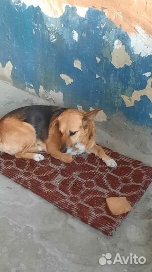 Очень нужен дом