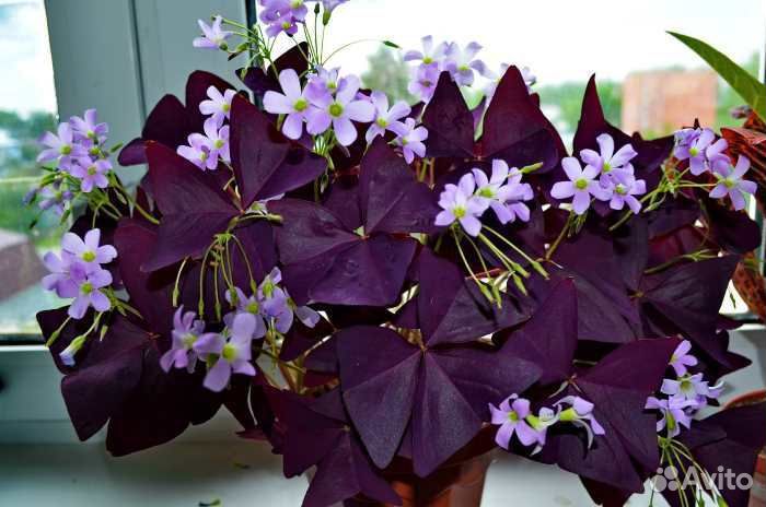 Кислица треугольная (Оксалис)