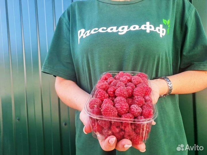 Саженцы малины. Элитные сорта