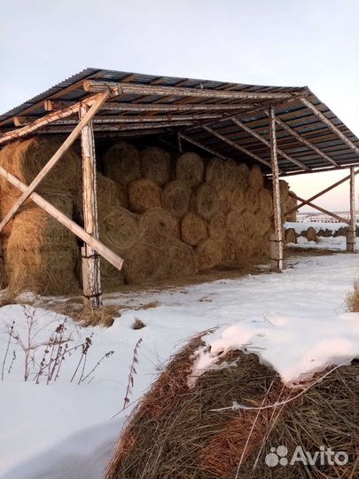 Продам сено в рулонах