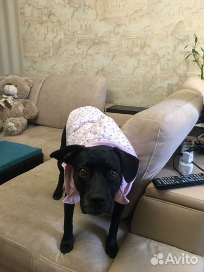 Одежда для собак xxl