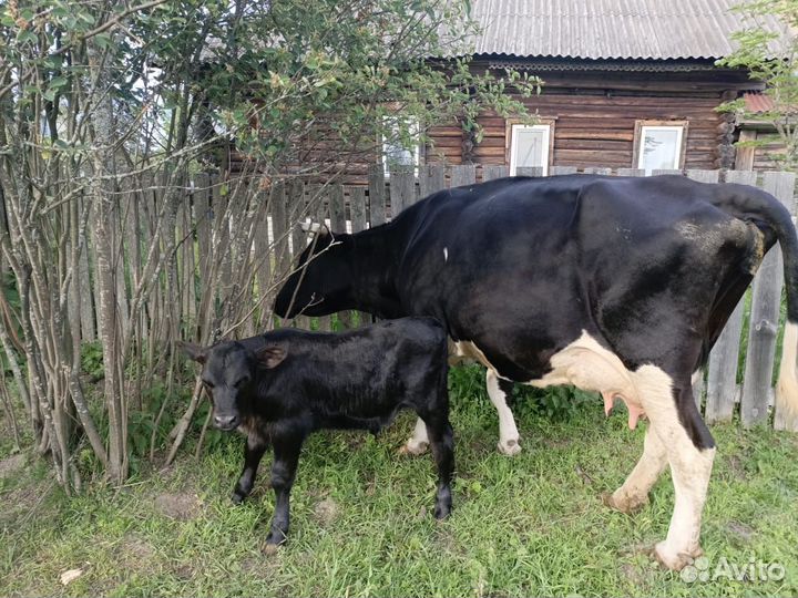 Телята бычки на откорм бесплатная доставка