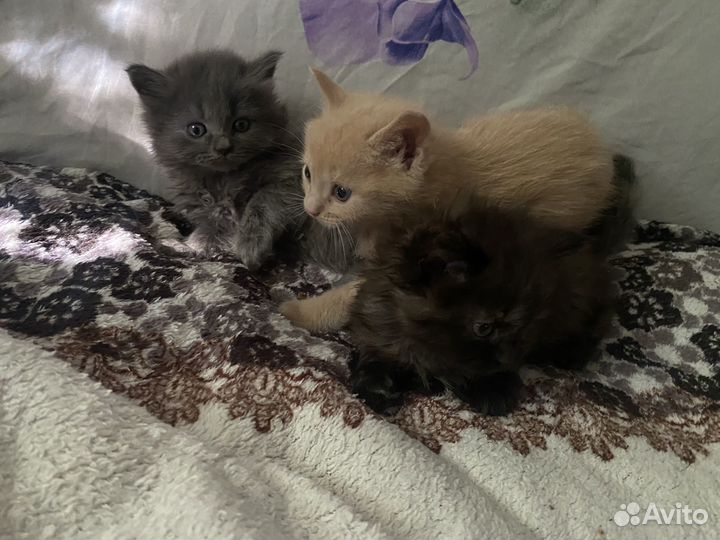 Котята отдам бесплатно