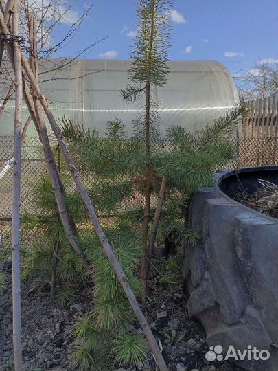 Саженцы сибирского кедра