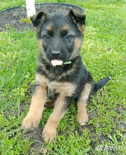 Щенки немецкой овчарки