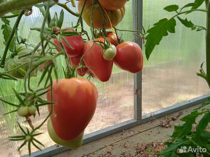 Семена сортовых томатов