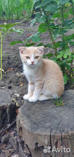 Котёнок вислоухий и обычный