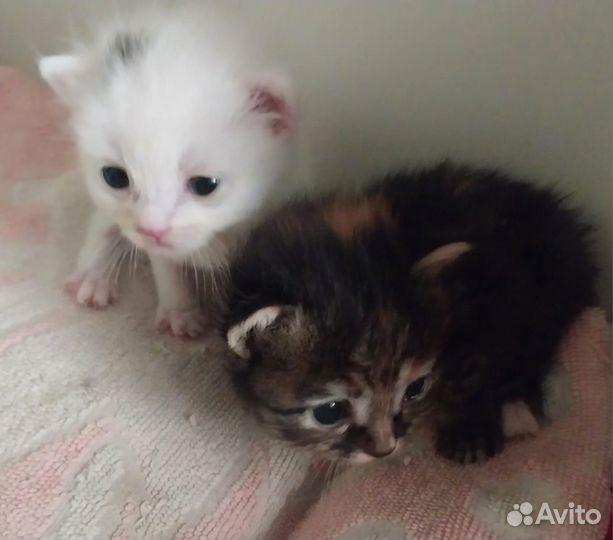 Котята в добрые руки бесплатно