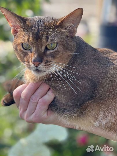 Абиссинский кот вязка