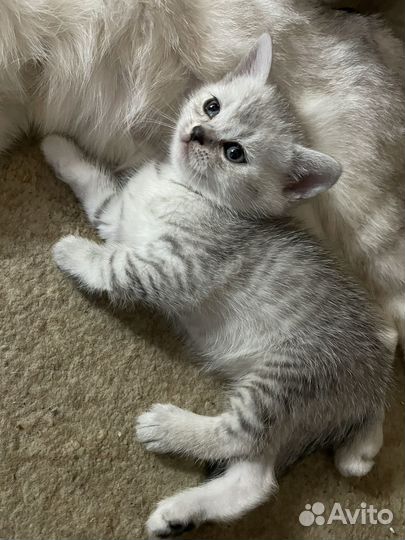 Котята