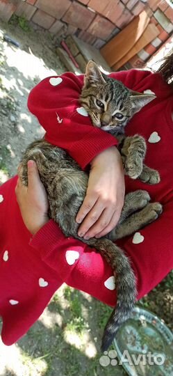 Котёнок мальчик полосатый