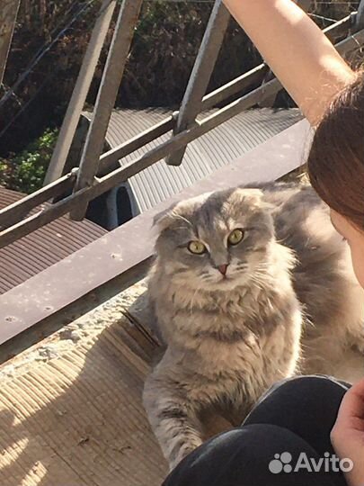 Вислоухий кот в добрые руки