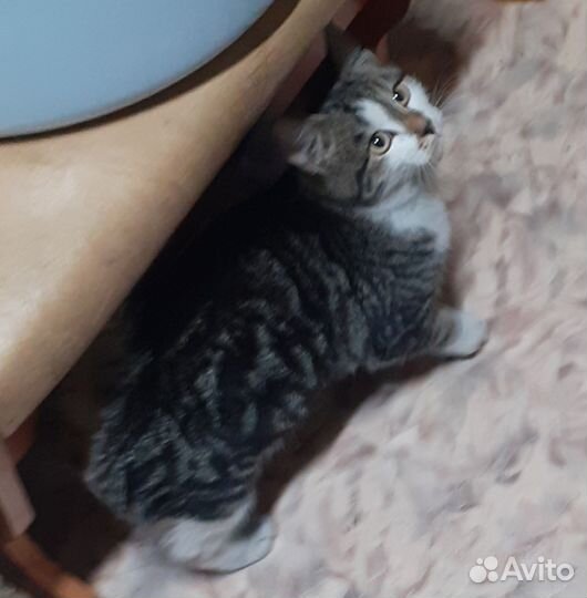 Котик молодой