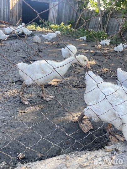 Гуси 3 месяца