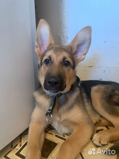 Животные в дар