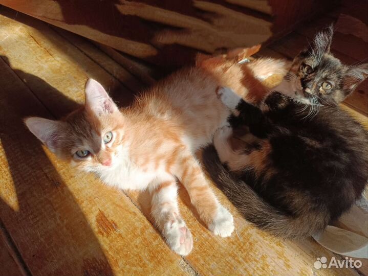 Котята в ответсвенные добрые руки