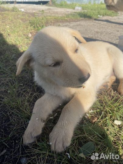 Щенки лабрадора-полукровки