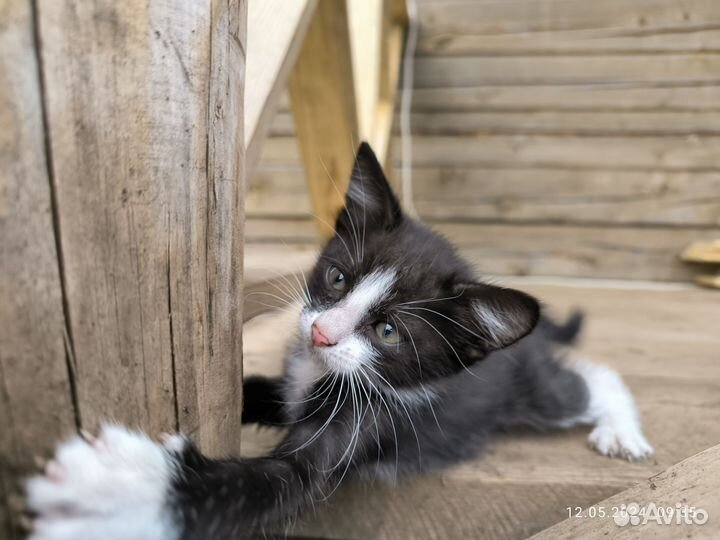 Котёнок девочка