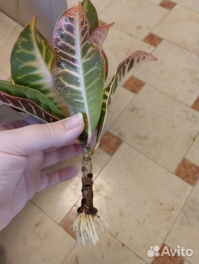 Кротон. Петра, экселент, брызги шампанского