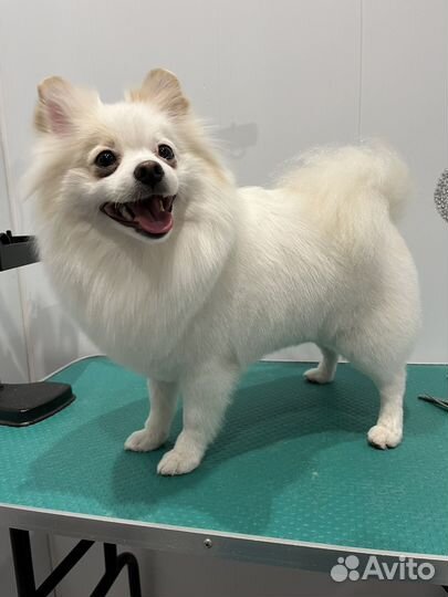 Груминг,стрижка/вычёсывание собак и кошек