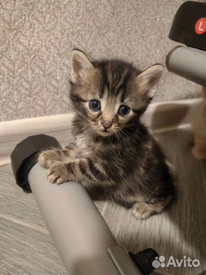 Котята в добрый и ласковые руки