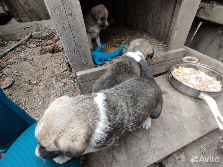 Щенки дворняги