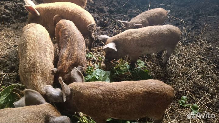 Поросята венгерской мангалицы