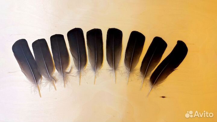 Перья тетерева