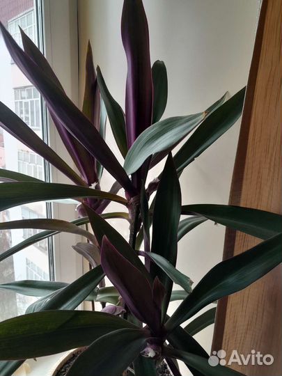 Традесканция