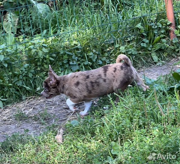 Собака чихуахуа очень крупная девочка