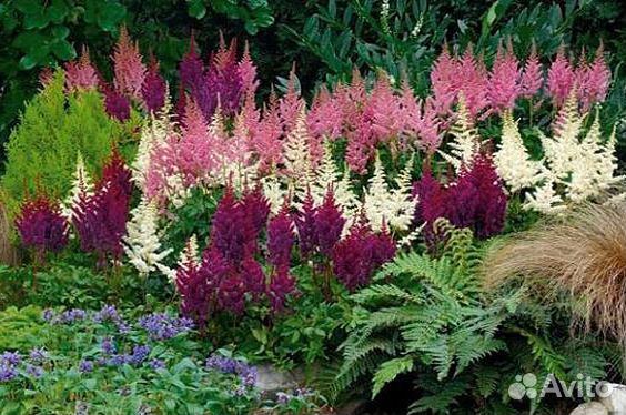 Коллекция хост №3