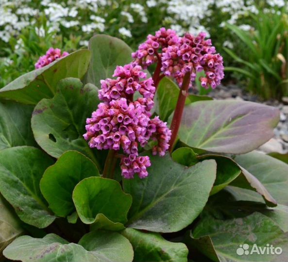 Неприхотливые цветущие многолетники