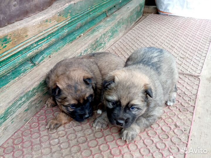 Кавказская овчарка продажа щенков