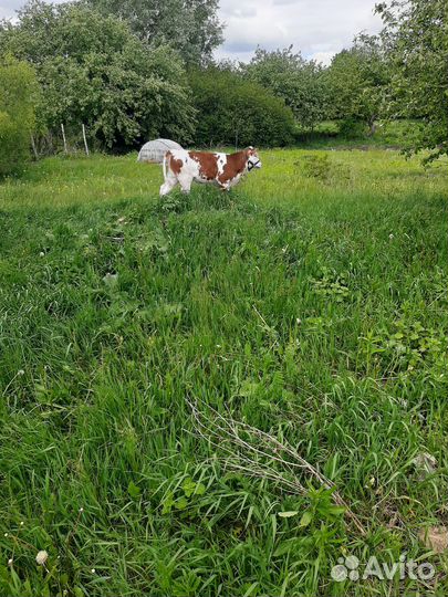 Теленок (телочка)