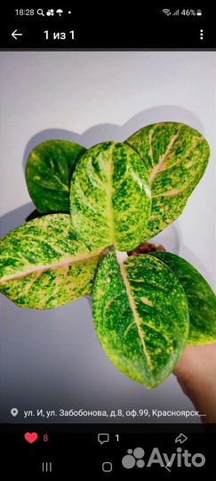 Ассортимент Аглонем.Фикусы лиратто.Беджамино