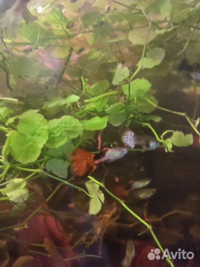 Гуппи 30 р. Сомики 50 р Моллинезии 70р