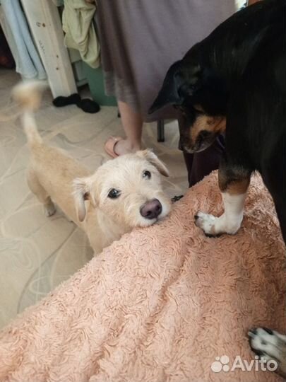 Найдена собака