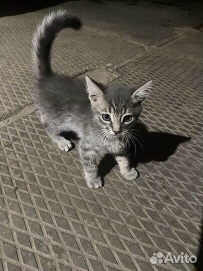 Котята бесплатно