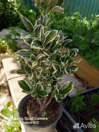 Бересклет японский