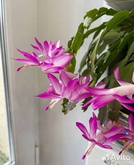 Декабрист шлюмбергера “Дарк Ева»