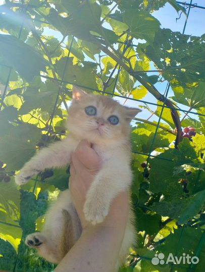 Красавец кот