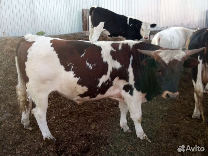 Корову дойную и быка