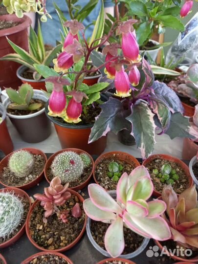 Комнатные растения на выставке цветов в Анапе